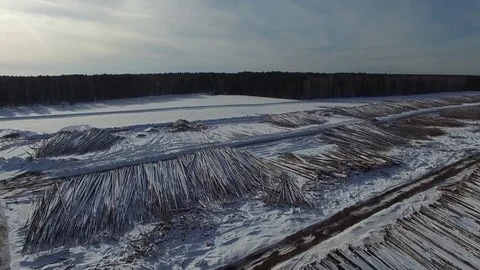 The felled trees lie under the open sky.  Stock Footage 104167228