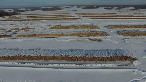 The felled trees lie under the open sky.  Vídeo Stock 104167252