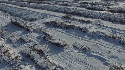 The felled trees lie under the open sky.  Stock Footage 104167268