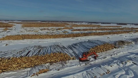 The felled trees lie under the open sky.  Vídeo Stock 104167277