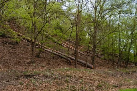 Felled trees lying on forest hillside during springtime deforestation or storm Stock Photos