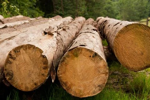Felled trees Stock Photos