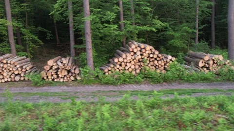 Felled trees on prisms on the edge of the forest near a forest road Stock Footage 276782132