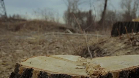 Felled trees, stumps Stock Footage 105370371