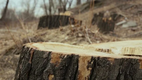 Felled trees, stumps Stock Footage 105370412
