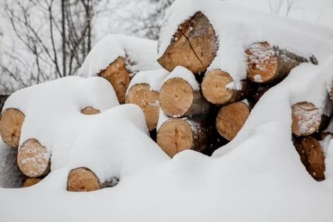 Felled trees under the snow. Raw materials for the woodworking industry. Wood Foto stock