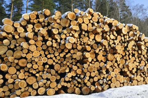 Felled trees in winter in the forest Foto stock