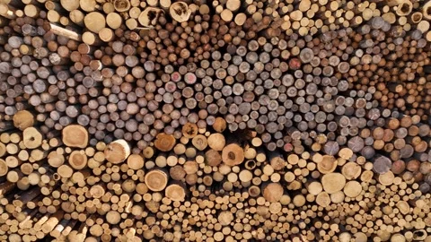 The felled trunks of coniferous trees are stacked Stockbeeldmateriaal 296623841