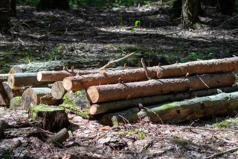 Felled wooden trunks of pine trees lie on the ground in the forest Stock Photos