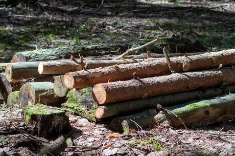 Felled wooden trunks of pine trees lie on the ground in the forest Stock Photos