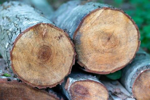 Felled wooden trunks of pine trees lie on the ground in the forest Stock Photos
