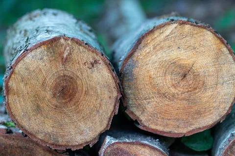 Felled wooden trunks of pine trees lie on the ground in the forest Stock Photos