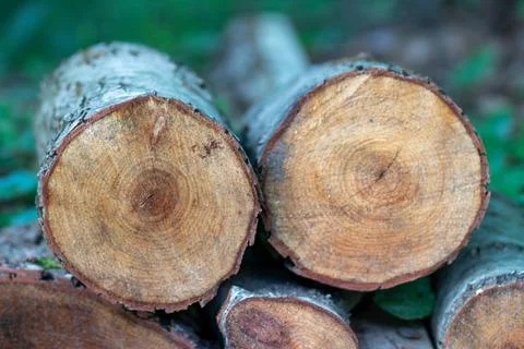 Felled wooden trunks of pine trees lie on the ground in the forest Stock Photos