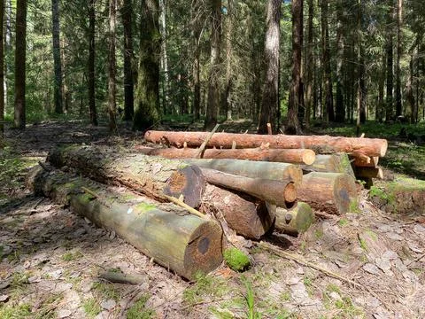 Felled wooden trunks of pine trees lie on the ground in the forest Stock Photos