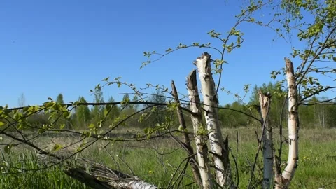 Felled young birches Stock Footage 138738079