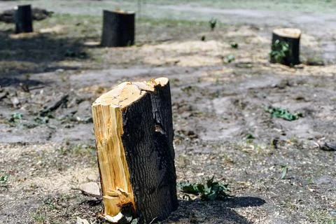 Felled young trees in the park for development Stock Photos