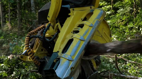 Feller Buncher sawing a freshly chopped tree trunk Stock Footage 59571762