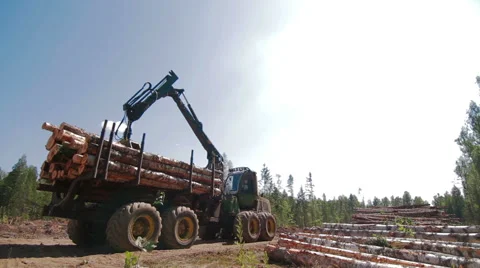 Feller Buncher unloads tree trunks Vídeos de archivo 59568011