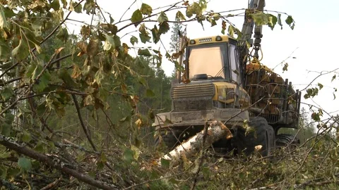 Felling and transportation of trees Stockbeeldmateriaal 105152716