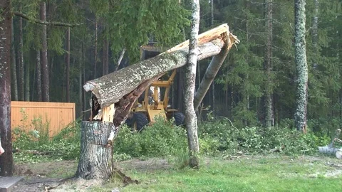 Felling Stock Footage 91623200