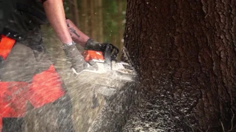 Felling large spruce with a chainsaw - cutting with flying chips slomo Stock Footage 168005909