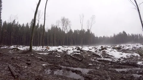 Felling of large trees. Stock Footage 84495523