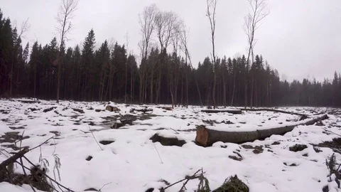 Felling of large trees. Stock Footage 84499073