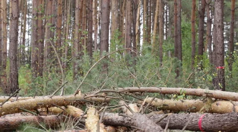 Felling of pine forest. Stockbeeldmateriaal 68263005