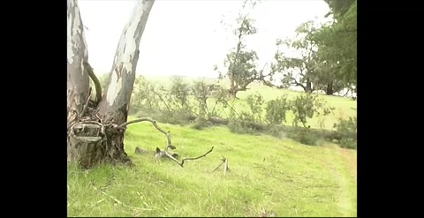 Felling Pine Tree And Cutting Timber Wood Industry Plantations 1990s Stock Footage 318824084