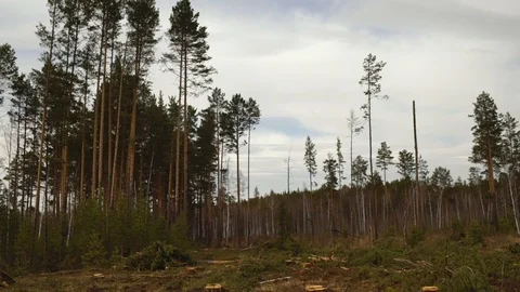 Felling. Sawn tree falling. Vídeo Stock 89687920