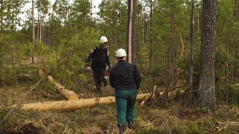 Felling. Sawn tree falling. Stock Footage 89687946