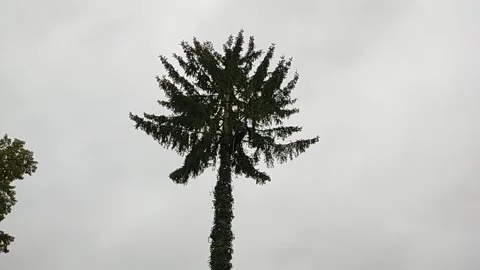 Felling a spruce, looking like a palm tree. Video stock 140344018
