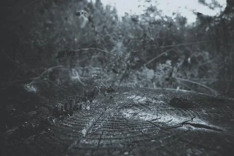 Felling of a tree on a black and white photo. Summer photo Stock Photos