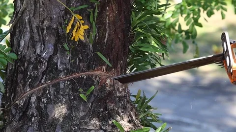 Is felling Tree with Chainsaw. Stock Footage 84293083