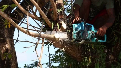 Is felling Tree with Chainsaw. Stock Footage 84428668