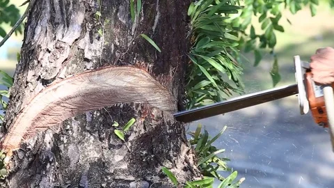 Is felling Tree with Chainsaw. Stock Footage 84429878