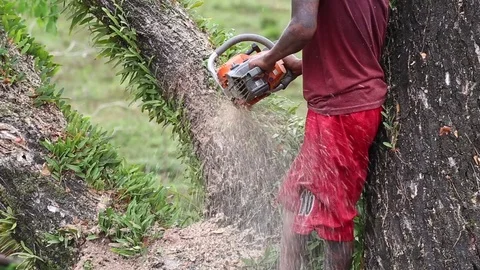 Is felling Tree with Chainsaw. Stock Footage 84504421