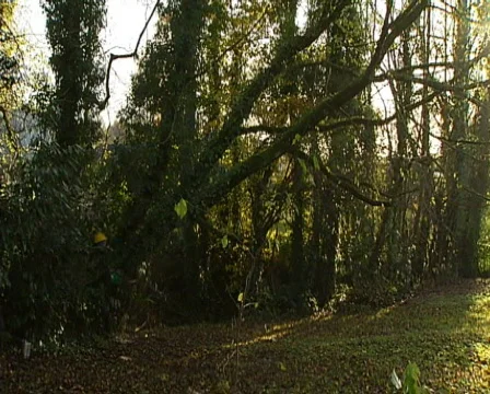 Felling tree Video stock 598953