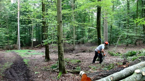 Felling a tree in the forest and watching it fall Video stock 41753909