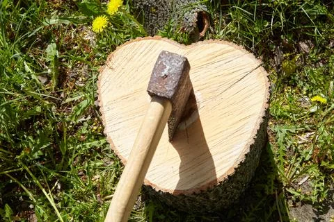 Felling a tree with an old axe on a bright day Stock Photos