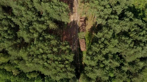 Felling a tree. Wooden logs from a pine forest. Forest of pine and spruce.  Stock Footage 137448229