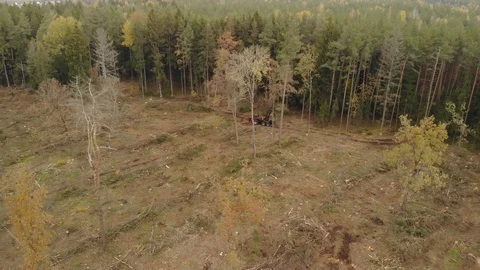 Felling trees in the coniferous forest Vídeos de archivo 118245771