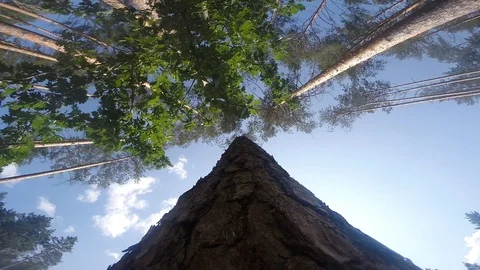 Felling of trees, falling trees Stock Footage 97590173