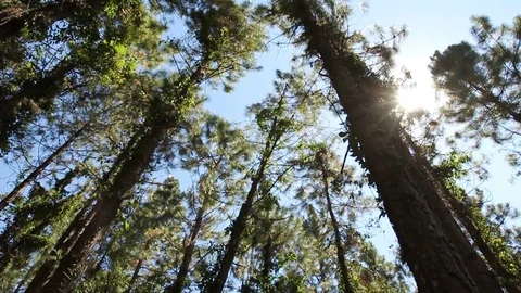 Felling of trees Stock Footage 81684921