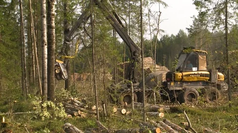 Felling of trees Stockbeeldmateriaal 105152713