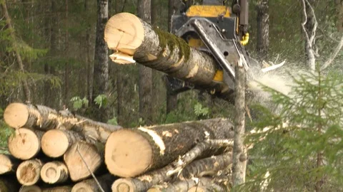 Felling of trees 스톡 동영상 105152783