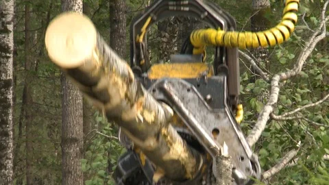 Felling of trees 스톡 동영상 105152808