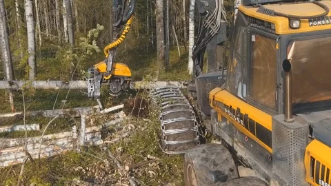 Felling of trees Stockbeeldmateriaal 105152869