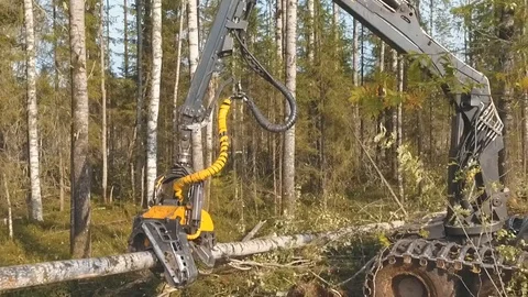 Felling of trees Stockbeeldmateriaal 105152961