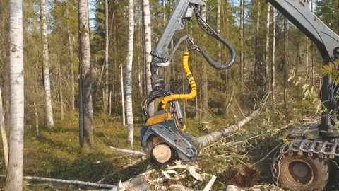 Felling of trees Stockbeeldmateriaal 105152969